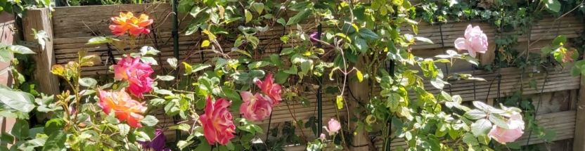 De Kleine hovenier Leidschendam Tuinman Voorburg Wassenaar Rijswijk dekleinehovenier luuk vlek header rozen