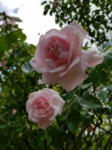 De Kleine hovenier Leidschendam Tuinman Voorburg Wassenaar Rijswijk dekleinehovenier luuk vlek rozen