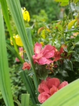 De Kleine hovenier Leidschendam Tuinman Voorburg Wassenaar Rijswijk dekleinehovenier luuk vlek bloemen