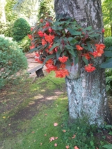 De Kleine Hovenier bloemen aan boom in de tuin dekleinehovenier